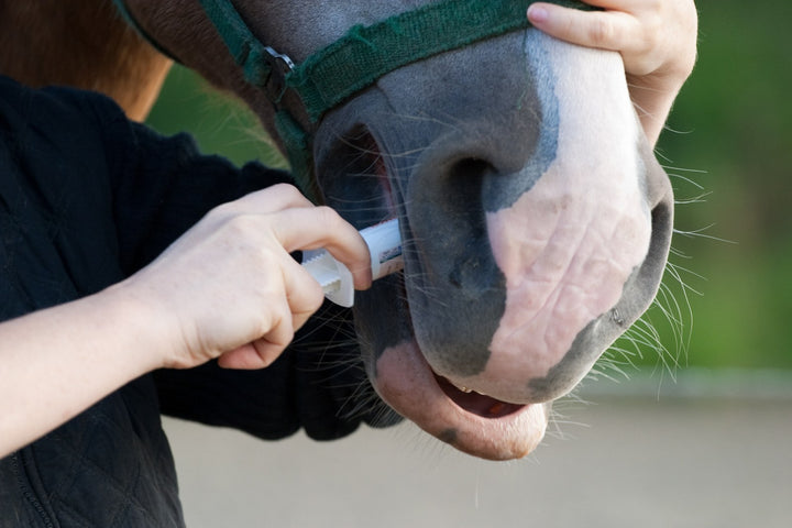 Fall Deworming, Teeth, and Hauling Questions
