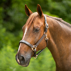 Joseph Sterling Dorchester Padded Leather Halter