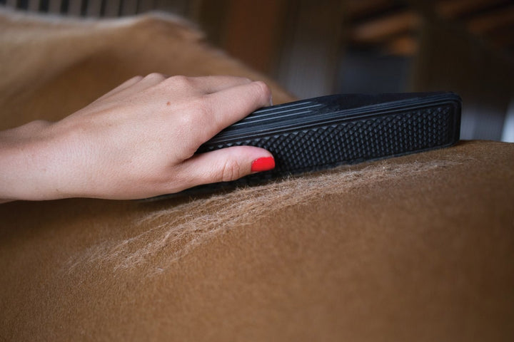 When Should I Body Clip My Horse?
