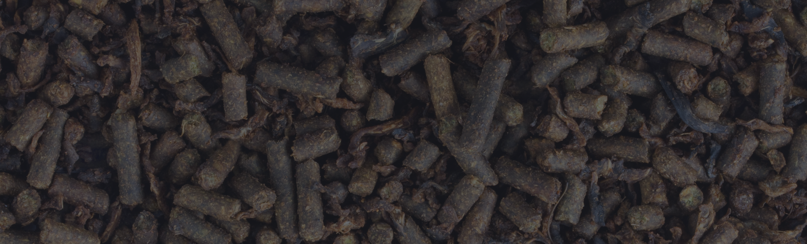 How Much Should You Feed Your Horse? A Complete Guide
