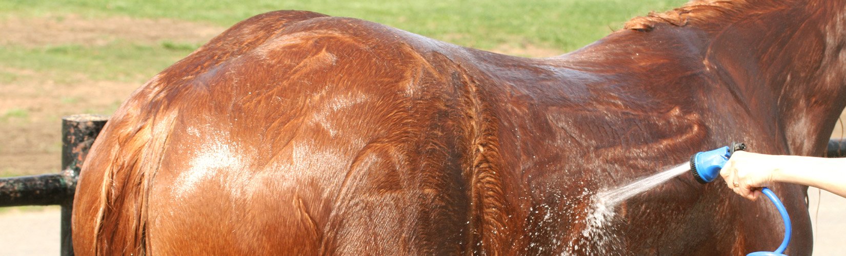 Keep Horses Cool in Hot Weather
