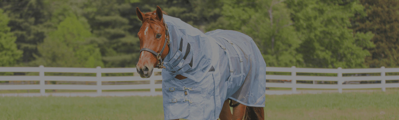 Your Guide to Fly Sheets for Horses
