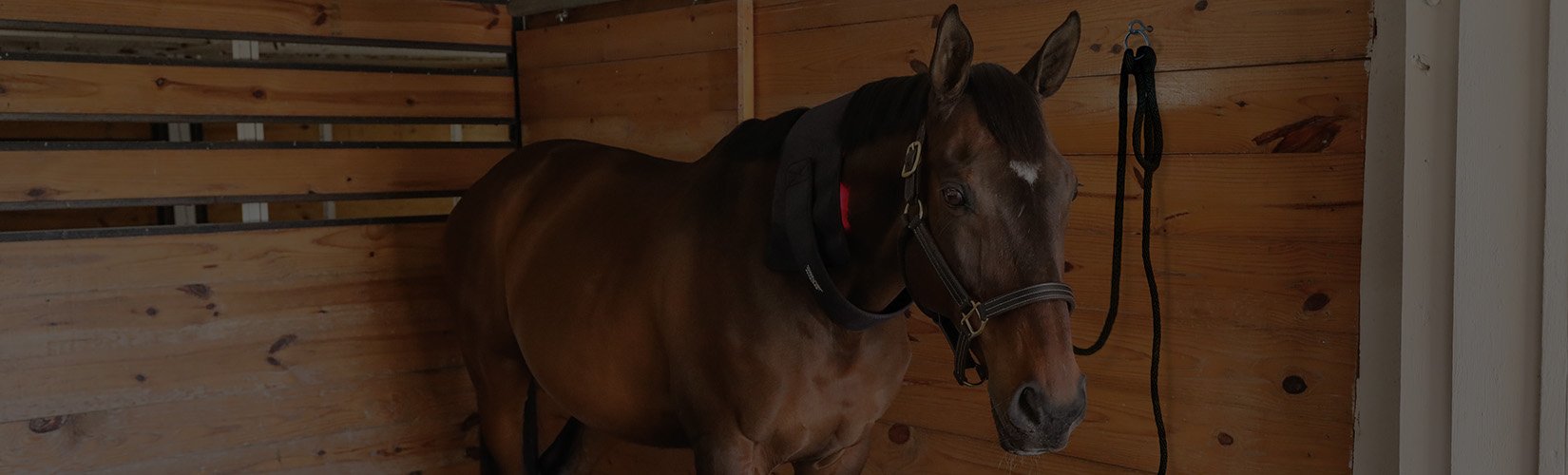 What Is Red Light Therapy for Horses and How It Helps Recovery