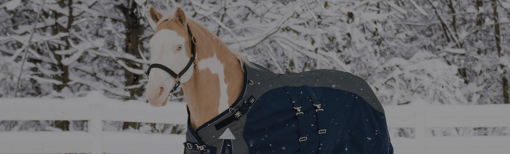 Winter Horse Care Tips