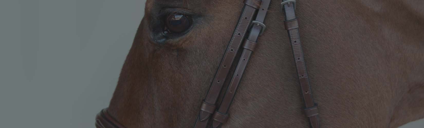 How to Measure and Fit an English Bridle