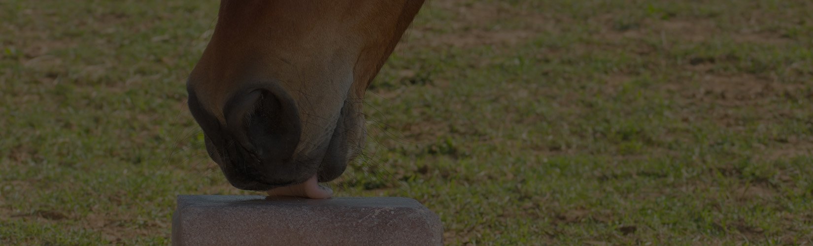 Salt for Horses