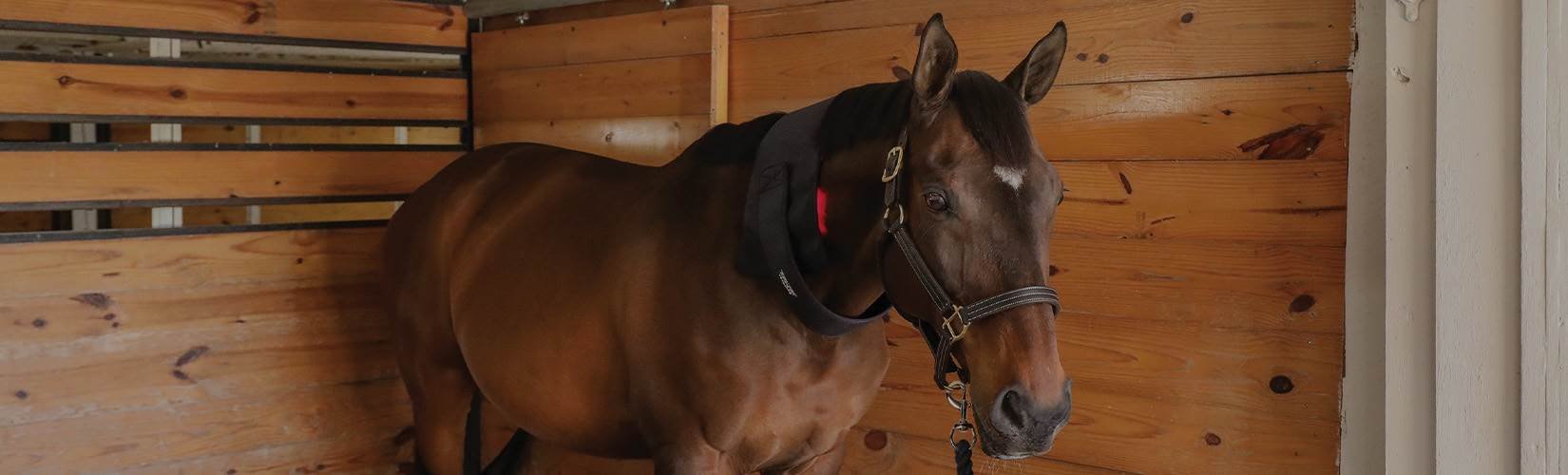 Choosing the Best Horse Therapy Products