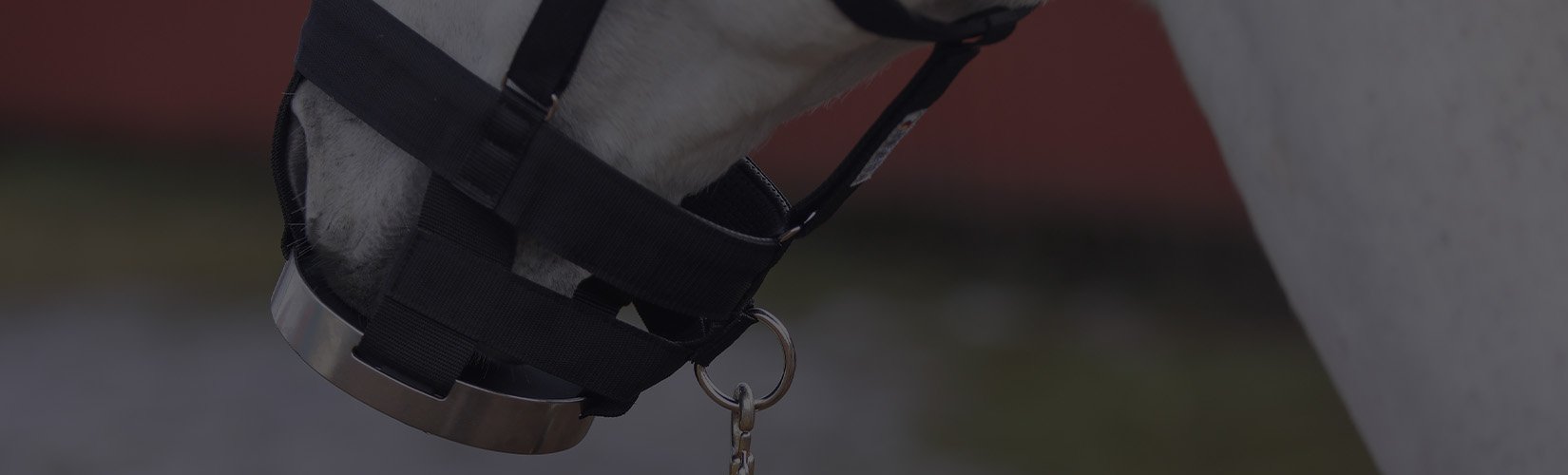 he Ultimate Guide to Grazing Muzzles for Horses