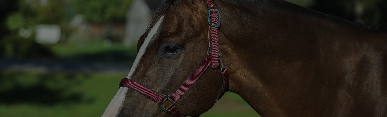 How to Choose and Fit a Halter for Your Horse