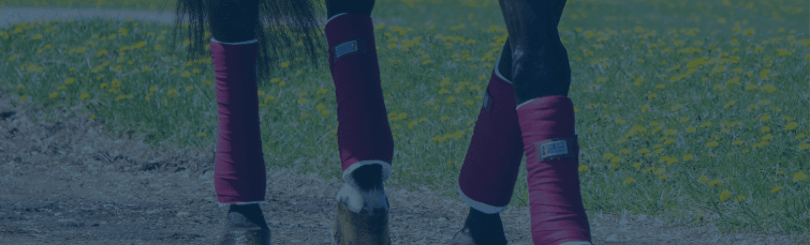 How To Wrap Your Horse’s Legs with Standing Wraps