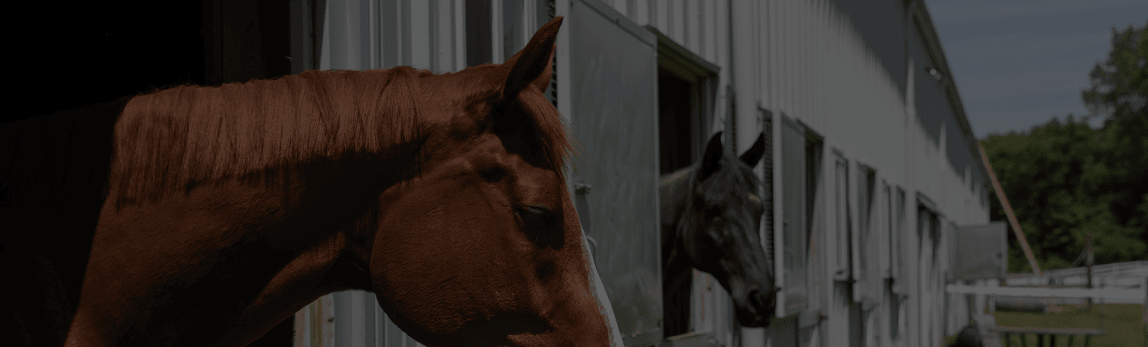 Horse Stall Requirements: What You Need to Build a Safe Horse Stall