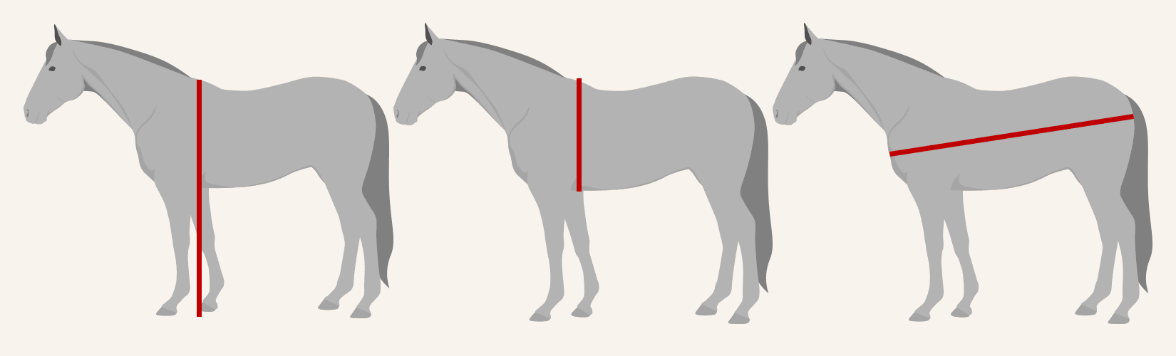 How to Measure a Horse's Height and Weight