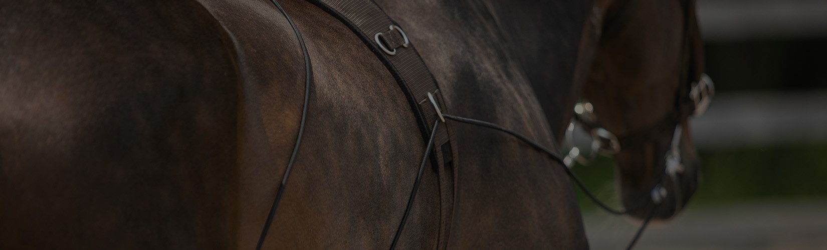 Training Guide: How to Lunge a Horse