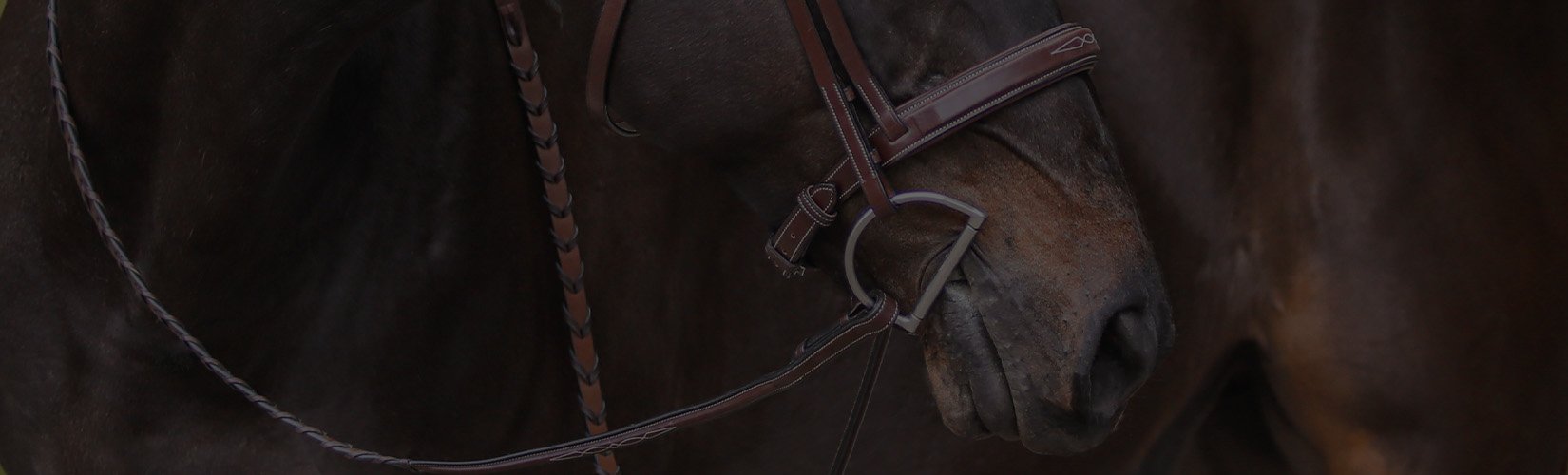 Horse Bits 101: What is a Snaffle Bit?