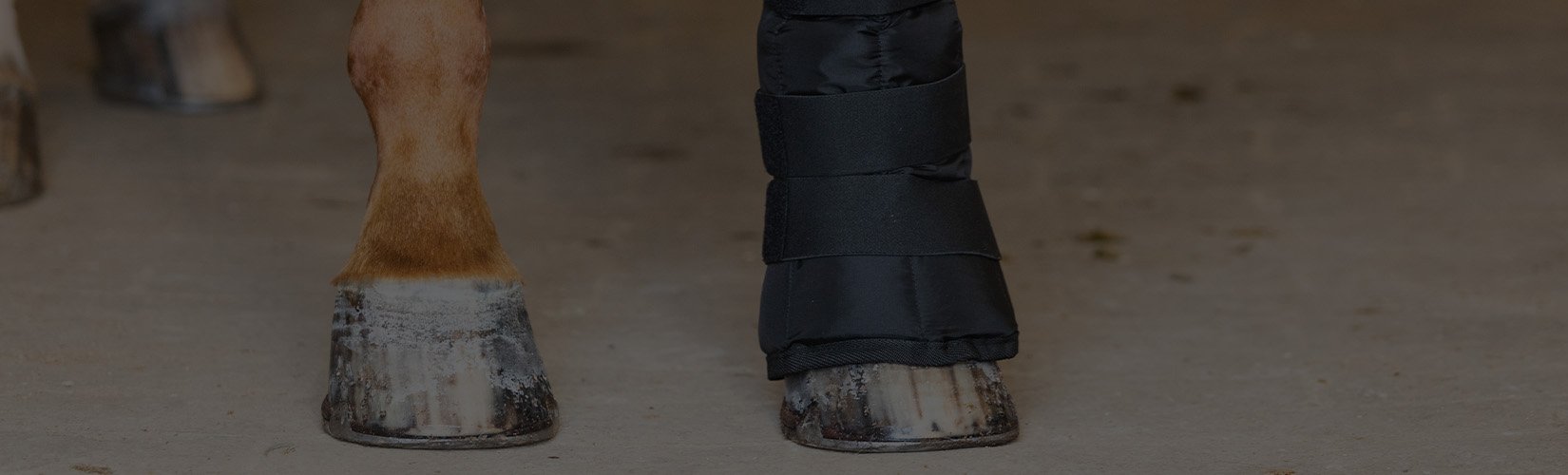 What is Cold Therapy and How Does it Benefit Horses