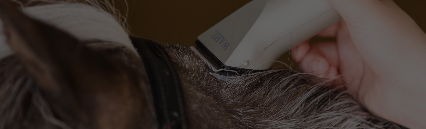 How to Clip a Horse's Bridle Path