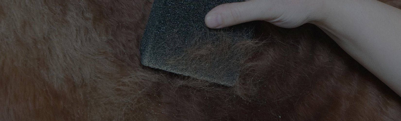 The 7 Best Horse Grooming Tools for Summer