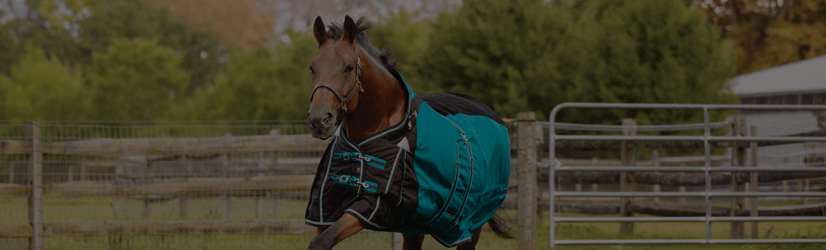 Best Blankets for High-Withered Horses: The VTEK® Wither Relief Difference