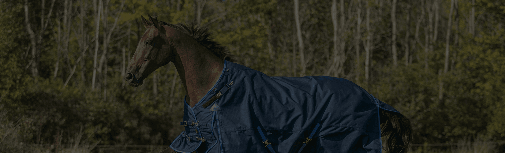 The Best Horse Blankets for Thoroughbreds