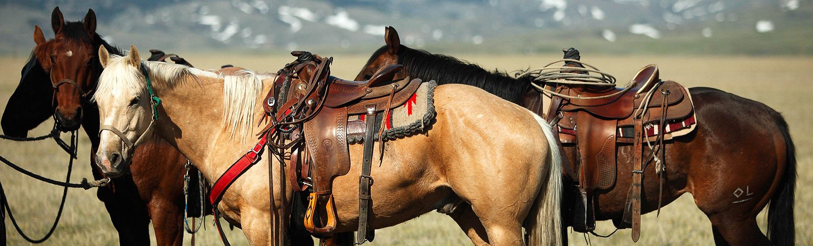 Tips and Tricks on Camping with Horses