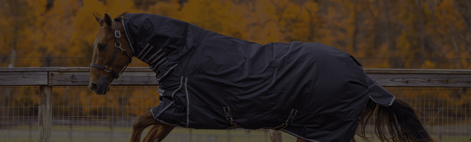 Your Complete Guide to Horse Blanket Terminology
