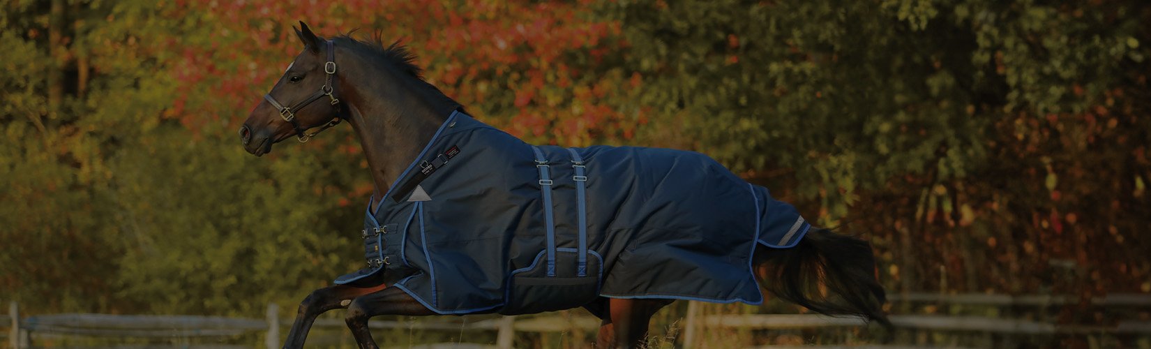 How to Measure Your Horse for a Blanket