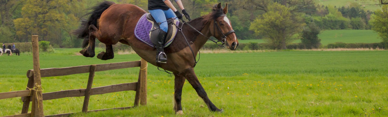 Basic Guide to Rider Fitness