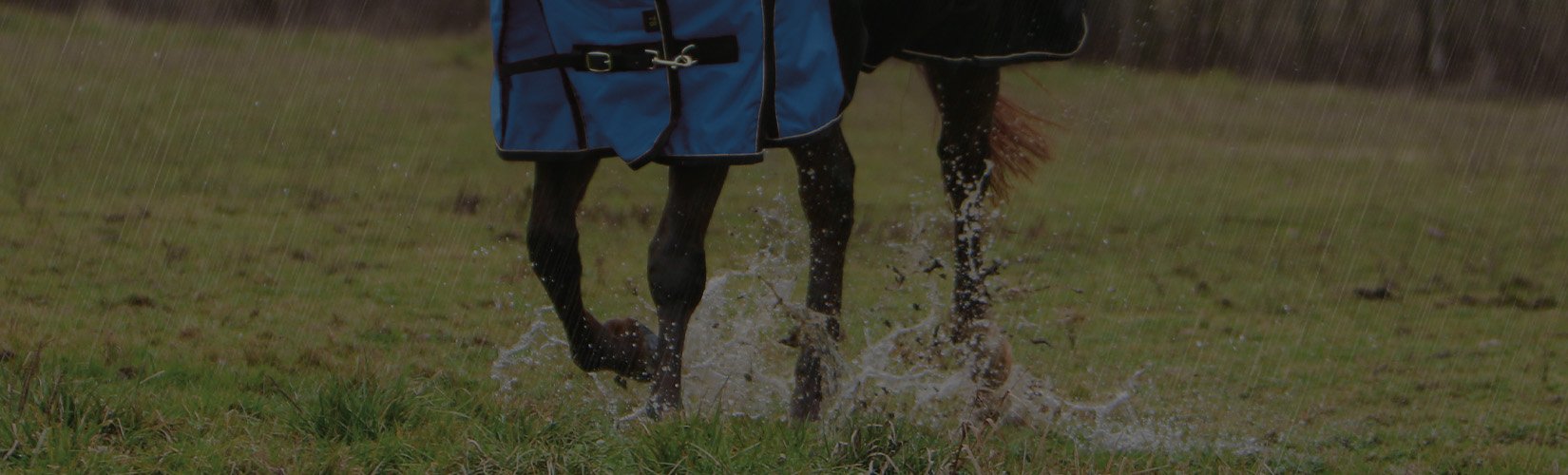 Blanketing Don'ts: Should You Blanket a Wet Horse?