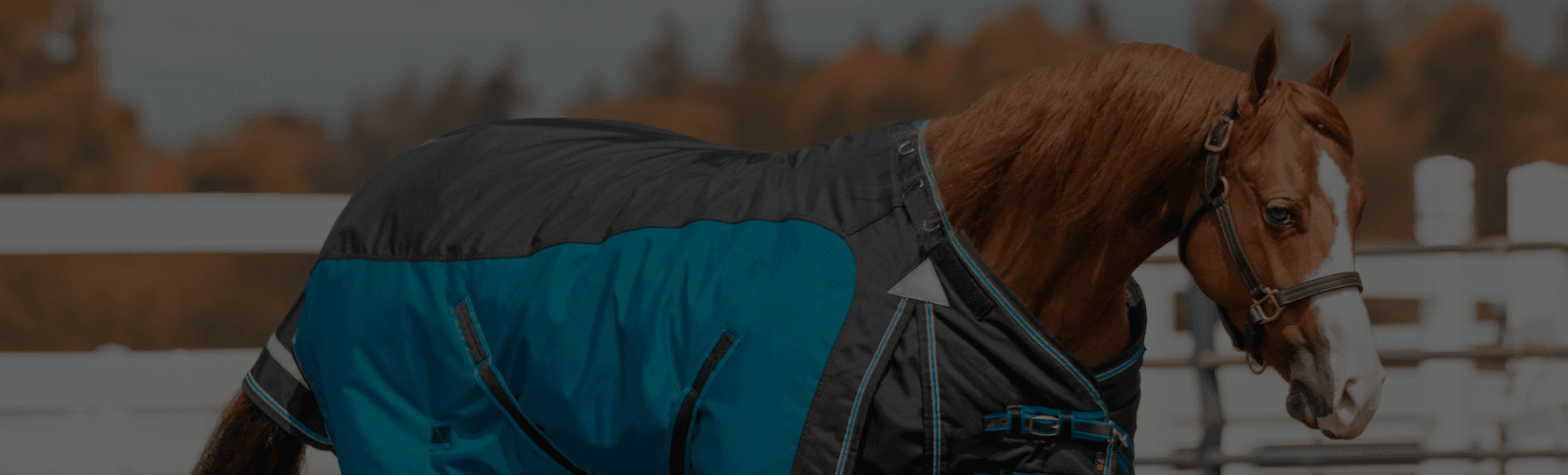 Choosing the Best Blankets for Quarter Horses