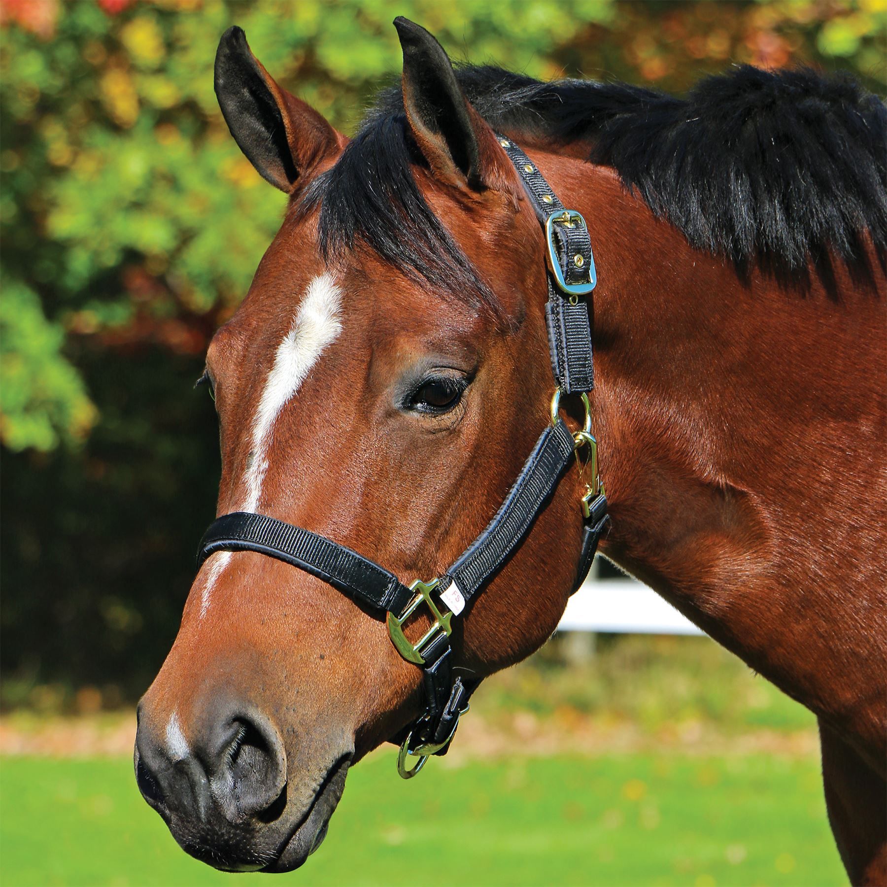 Dura-Tech® Deluxe Fully Padded Nylon Halter