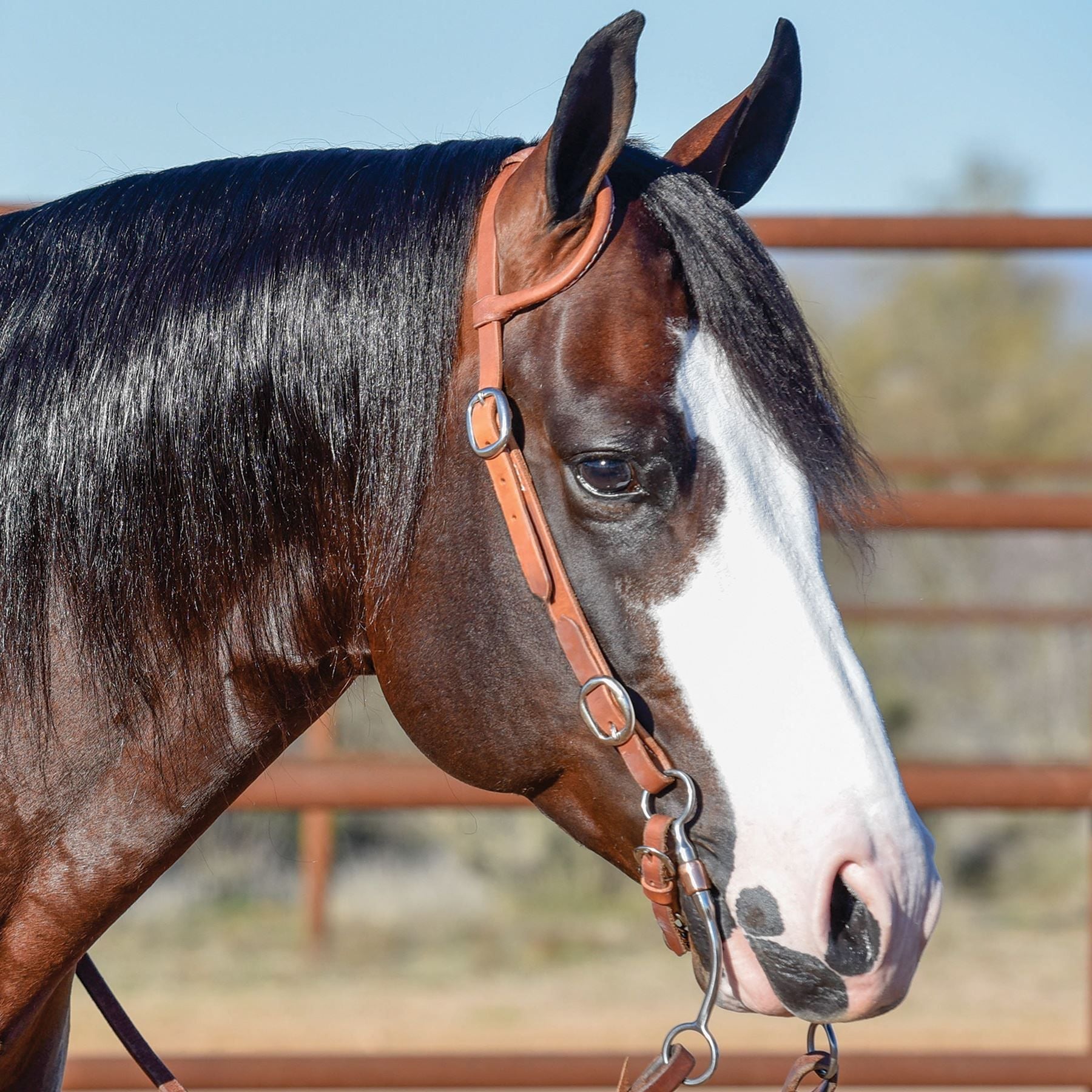 Schneiders® Rolled One Ear Quick Change Buckle Headstall