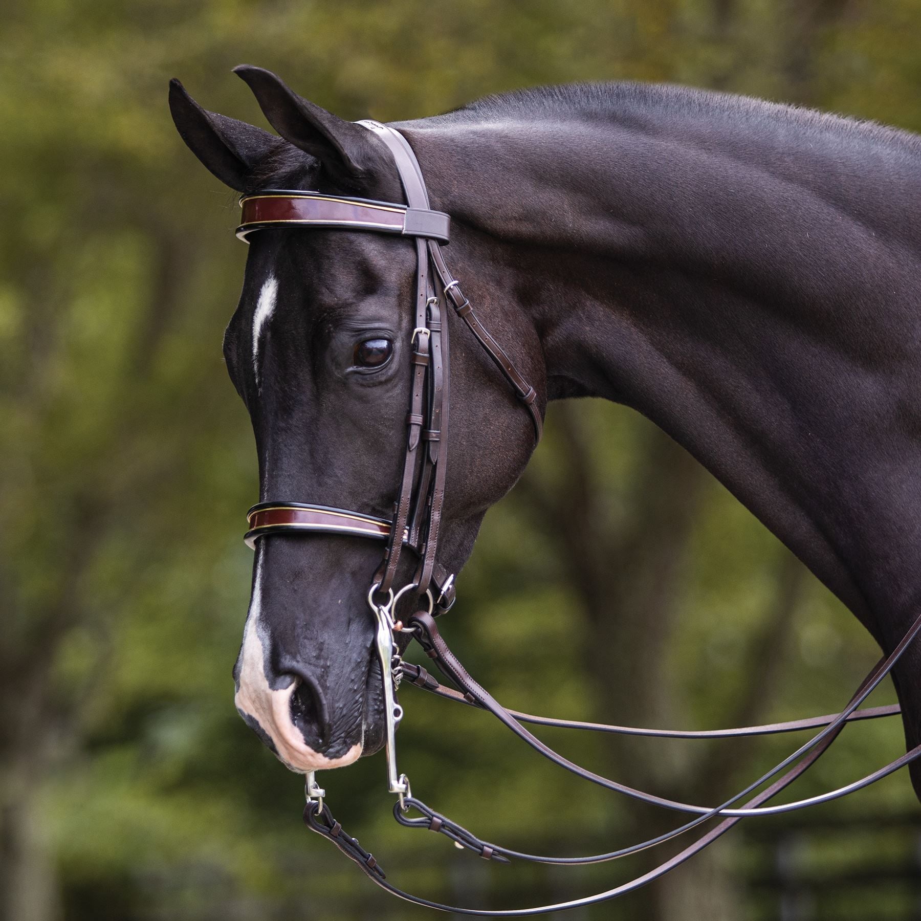 Joseph Sterling English Show Bridle for Horses