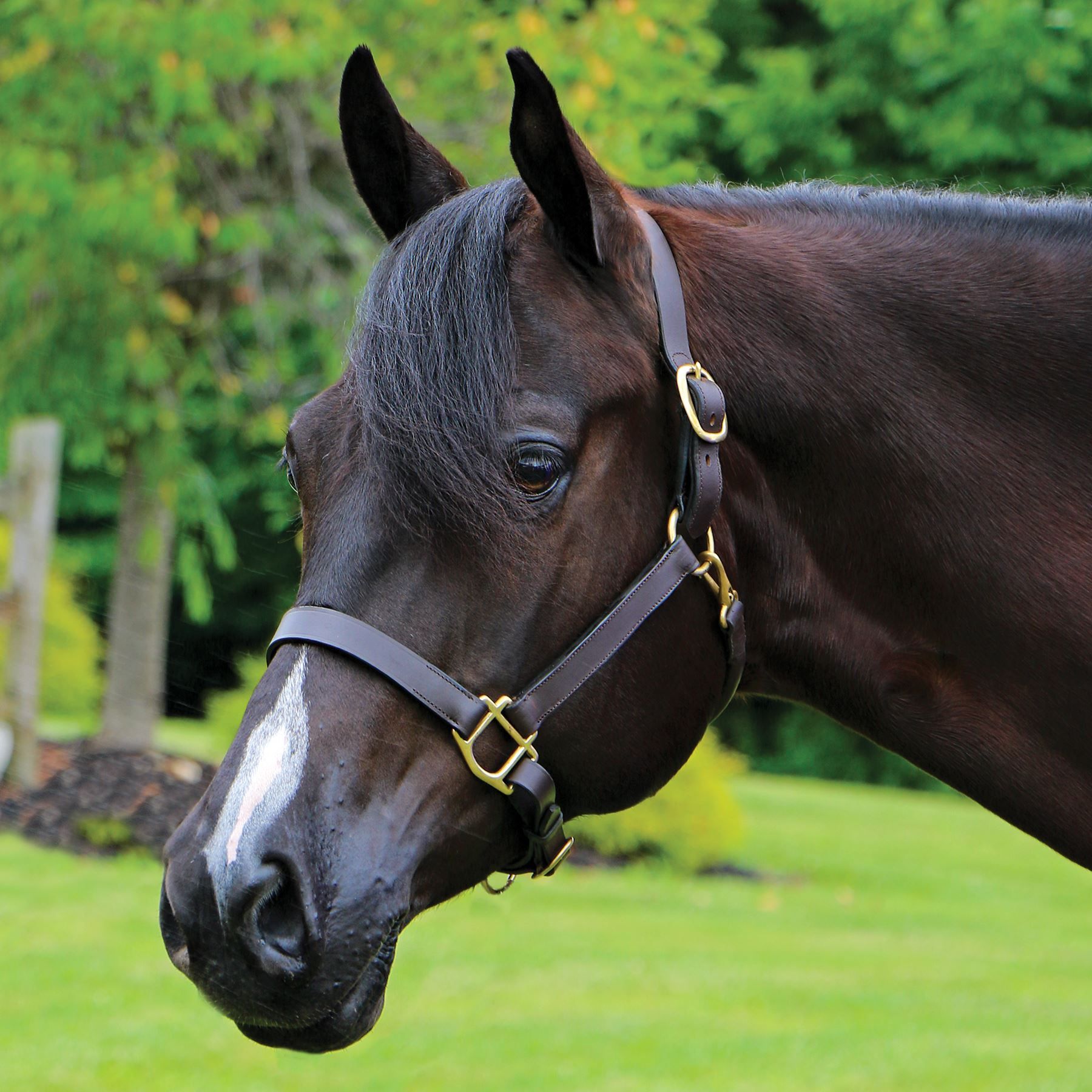 Premier Kentucky Leather Halter - Cob or Full Size