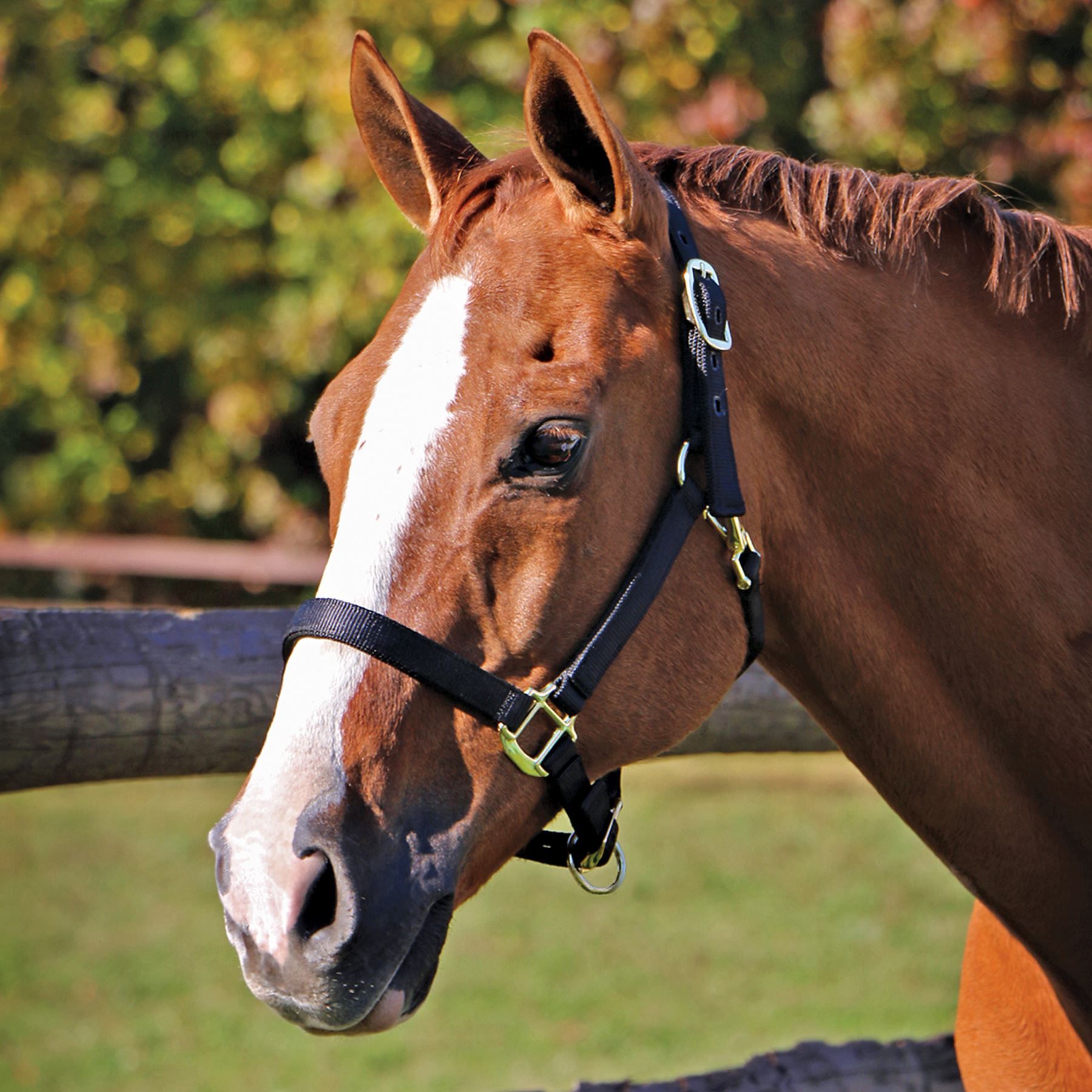 Dura-Tech® Supreme Triple Ply Nylon Halter