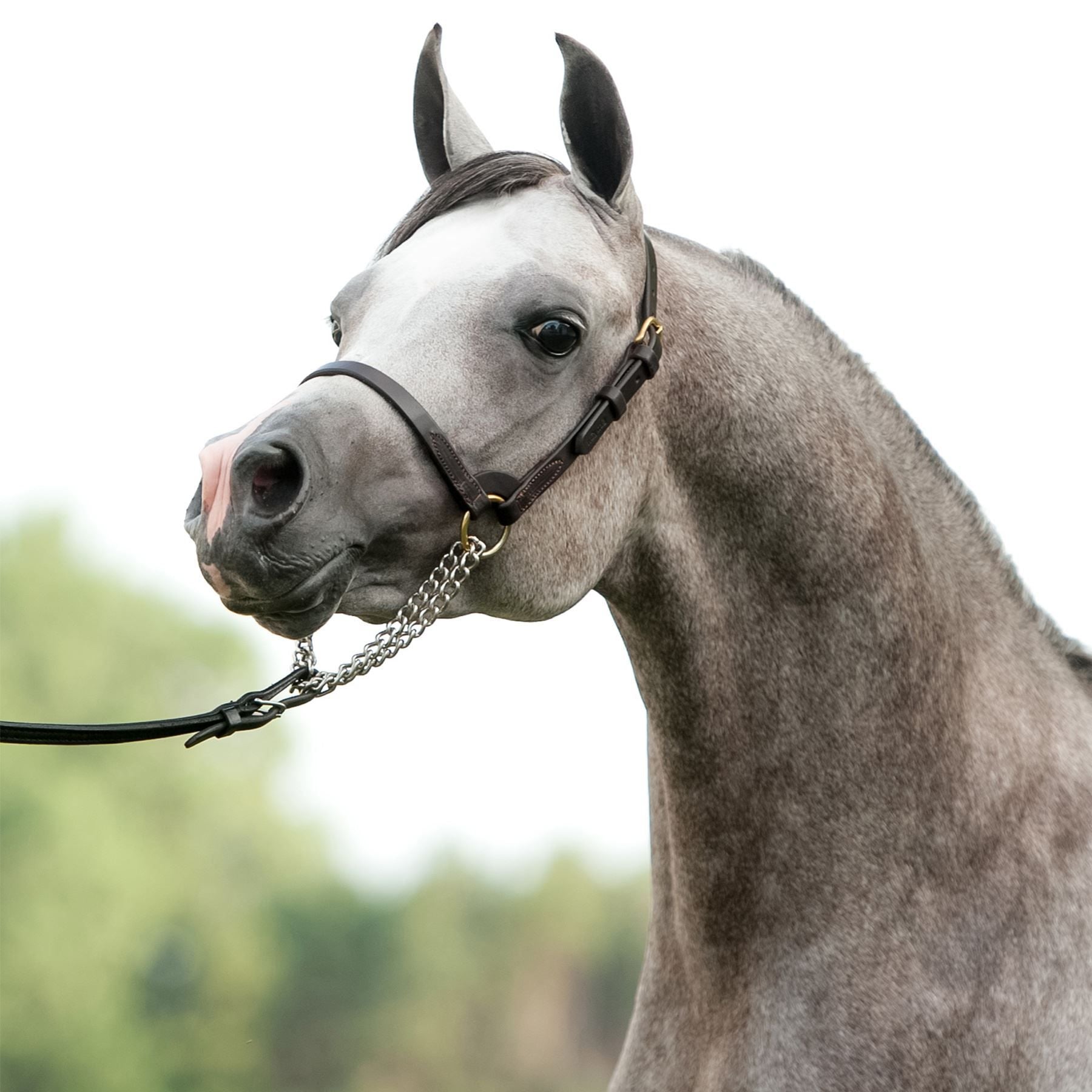 Victor Supreme David Boggs Arabian Training Halter