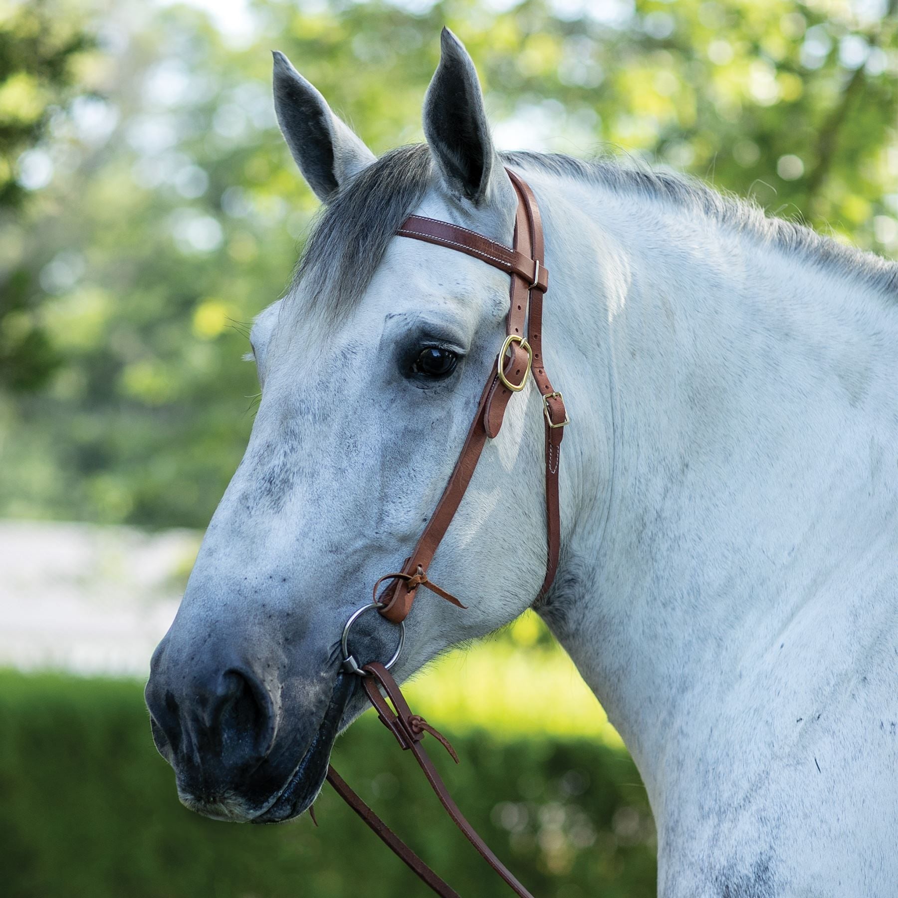 Billy Royal® Draft Horse Browband Harness Leather Headstall