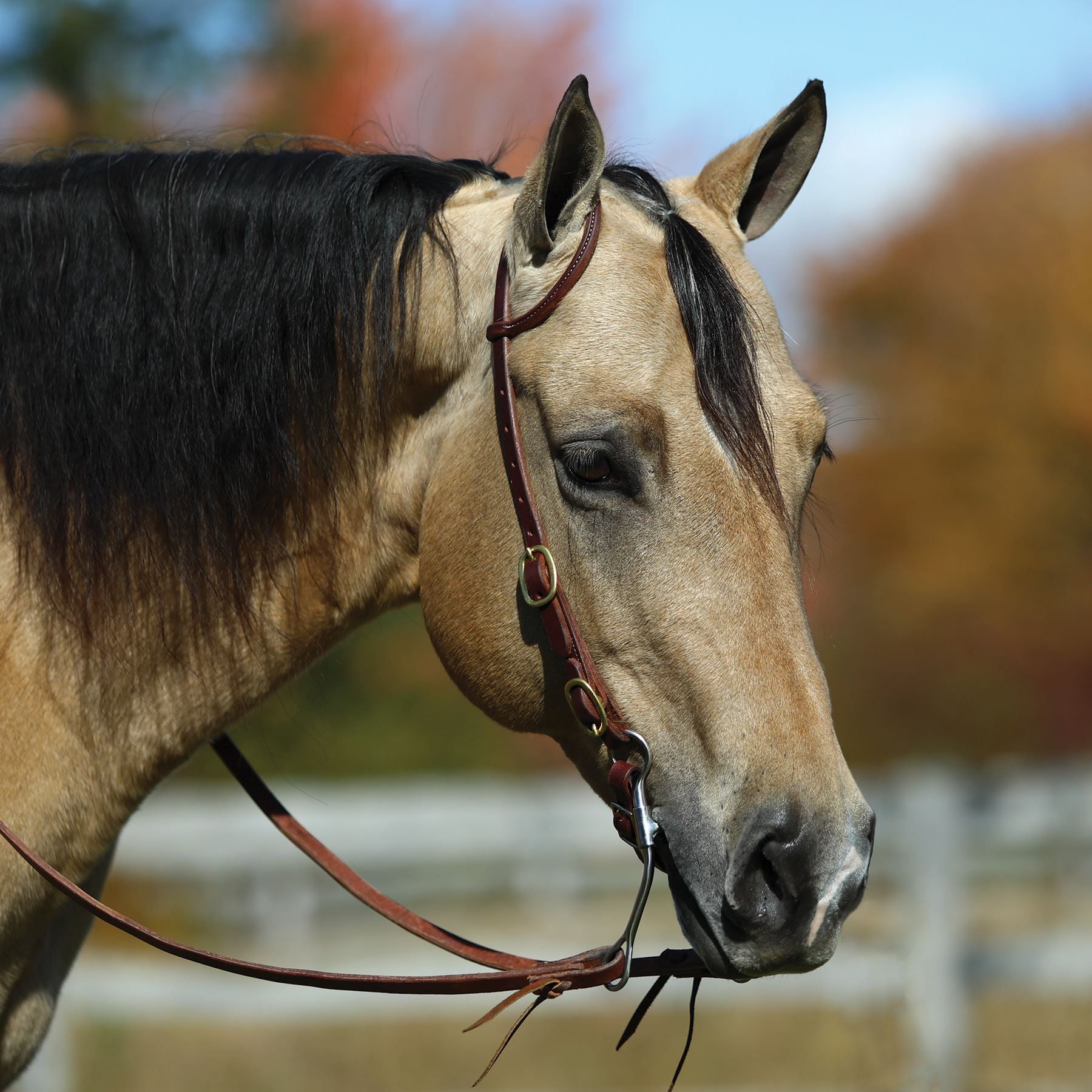 Billy Royal® Latigo Rolled One Ear Short Cheek Headstall with Quick Change Buckle Ends
