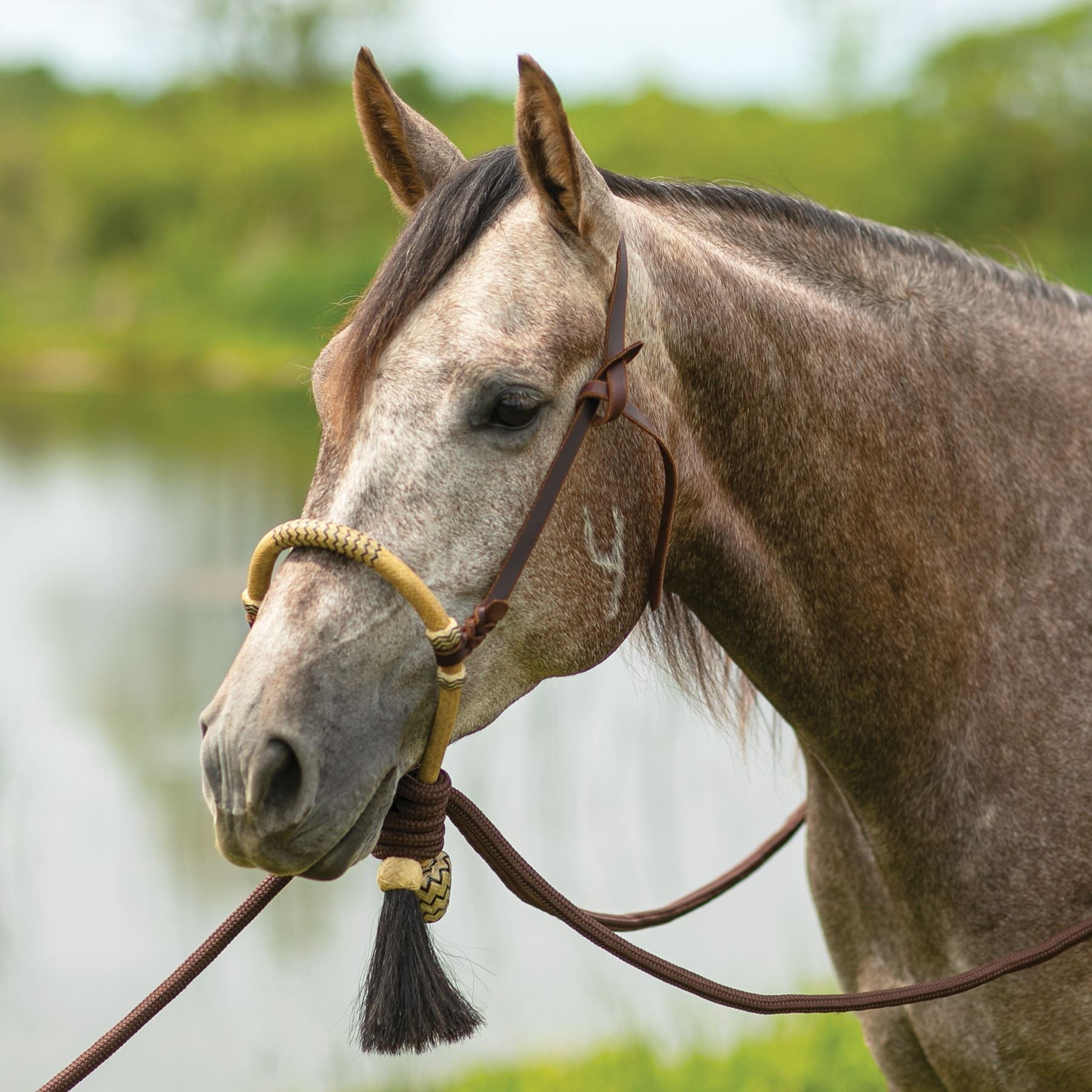 Schneiders® Bosal Hanger With Bosal