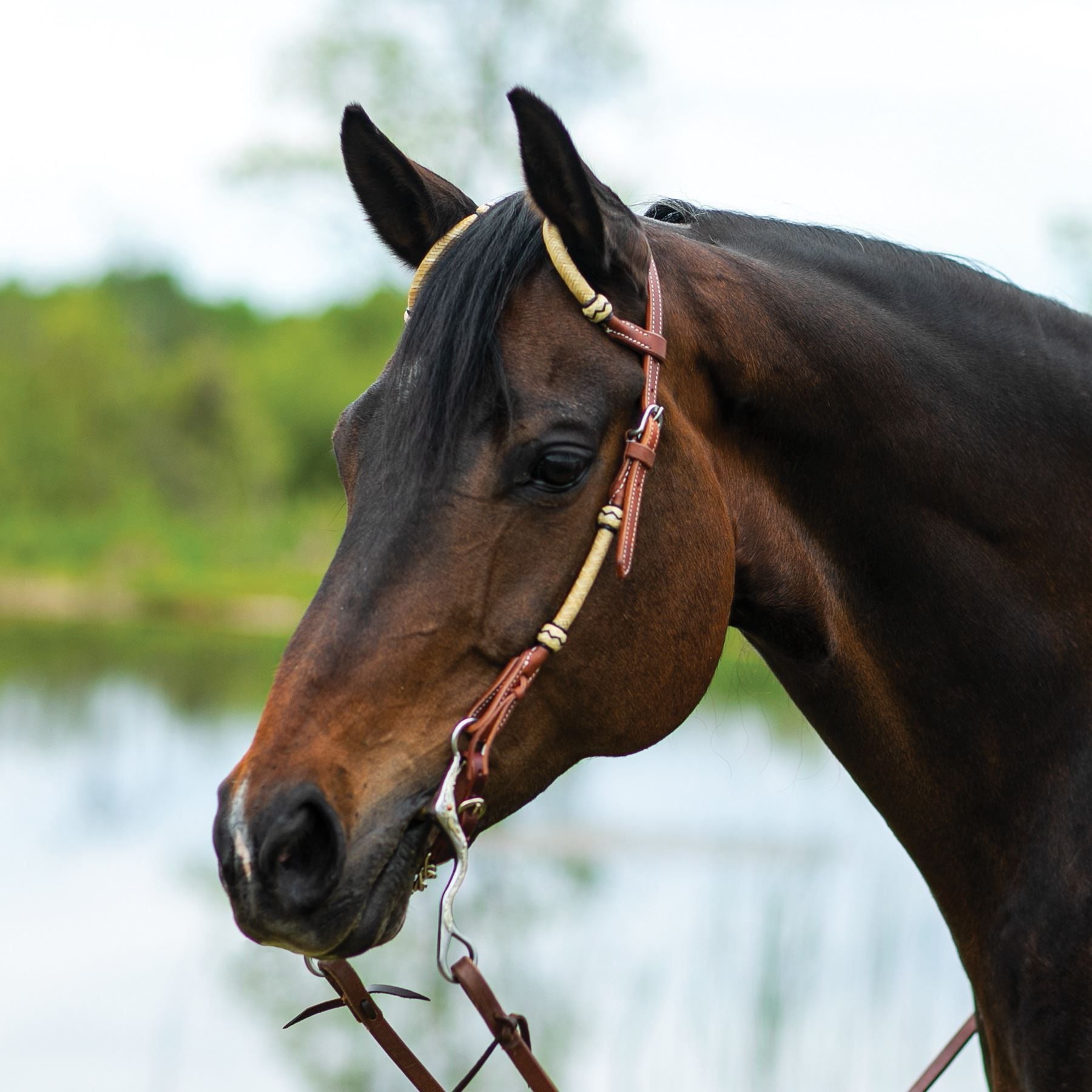 Schneiders® Harness Leather Two Ear Headstall with Rawhide