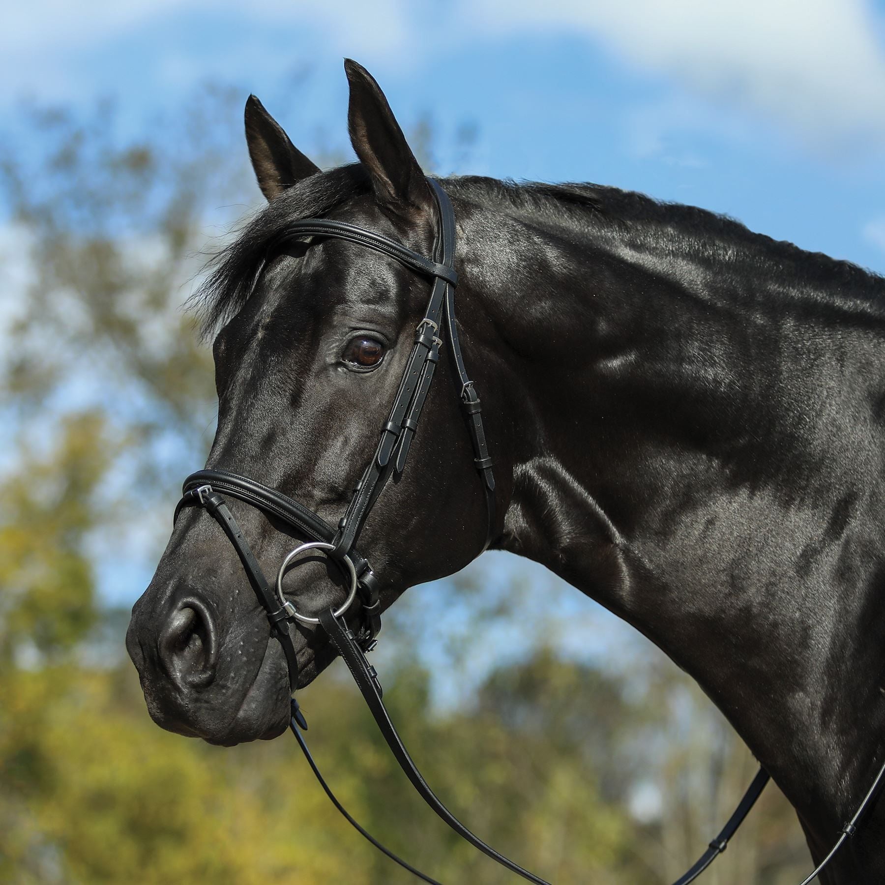 Premier Petite Dressage Bridle for Horses
