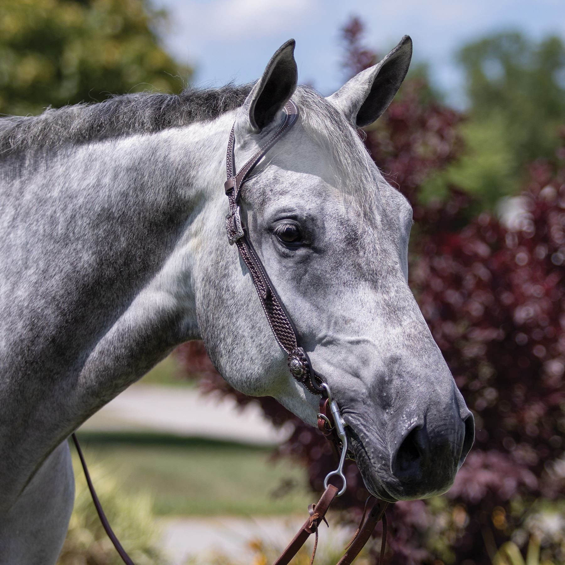 Schneiders® Teardrop Basketweave One Ear Headstall