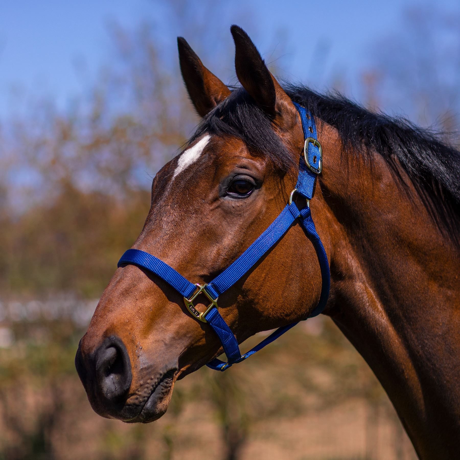 Big "D" Nylon Halter