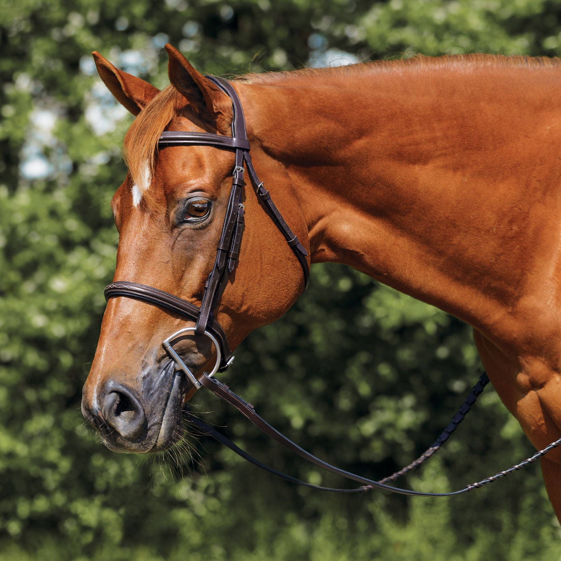 Schneiders® Raised Fancy Stitch Hunter Bridle with Black Padding