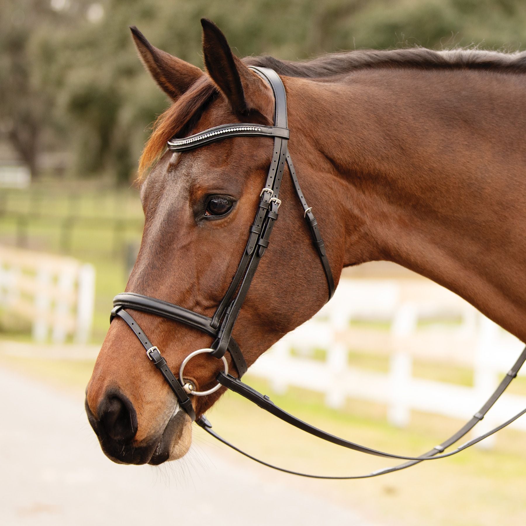 Schneiders® Refined Dressage Bridle with Crystal Browband