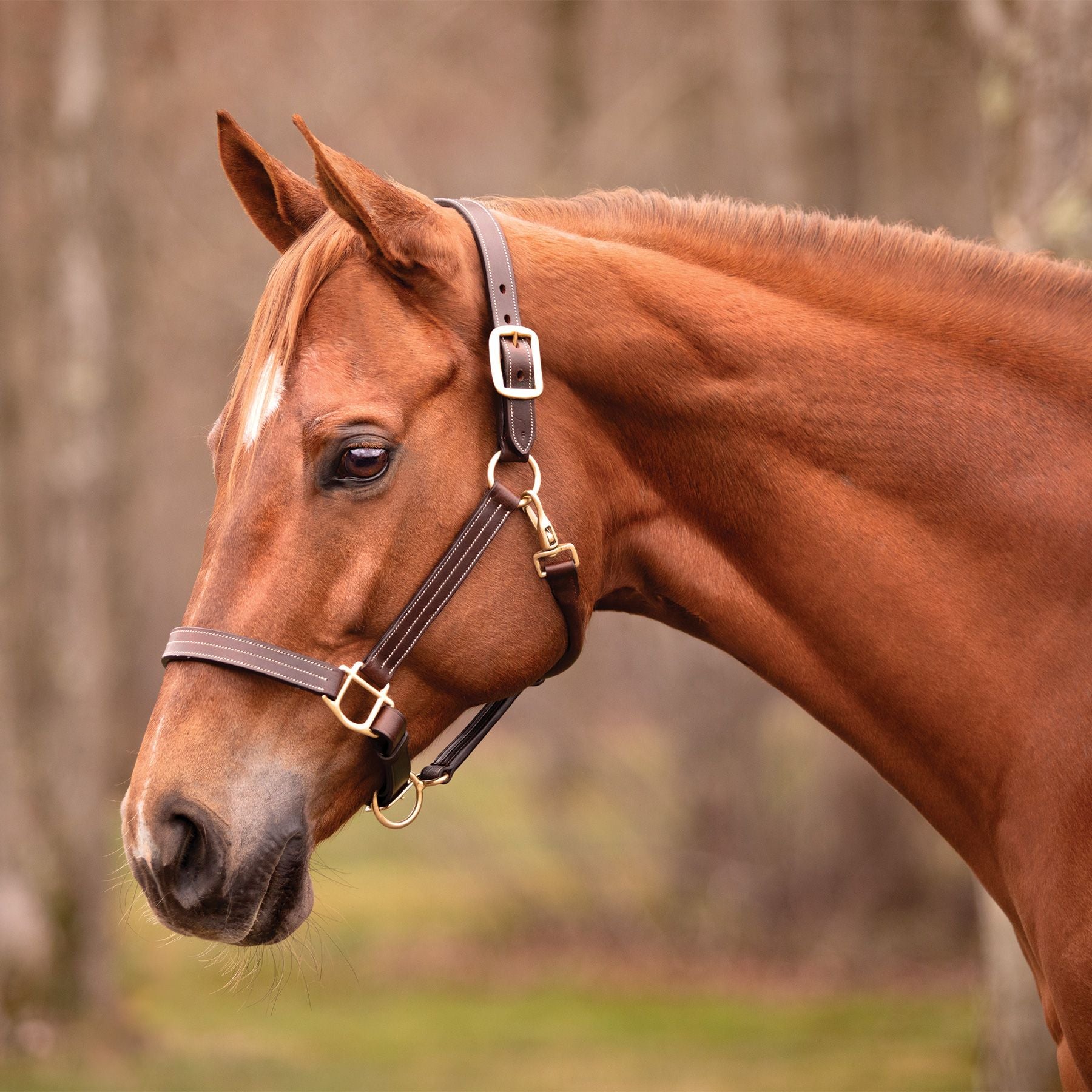 Schneiders® Triple Stitched Leather Halter