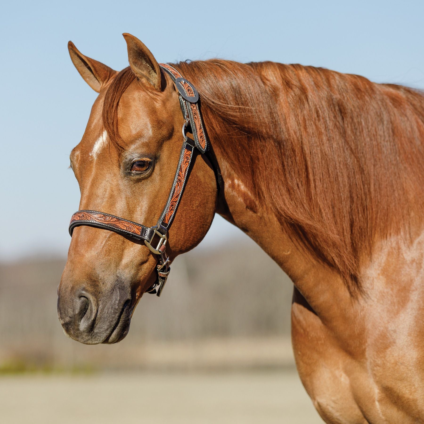 Schneiders® Tooled Leaf Padded Leather Ranch Halter