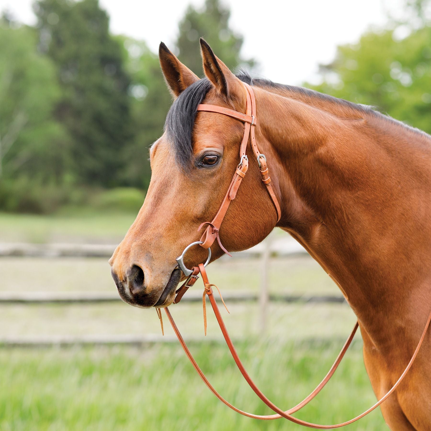 Schneiders® Harness Leather Browband Headstall with Tie Ends