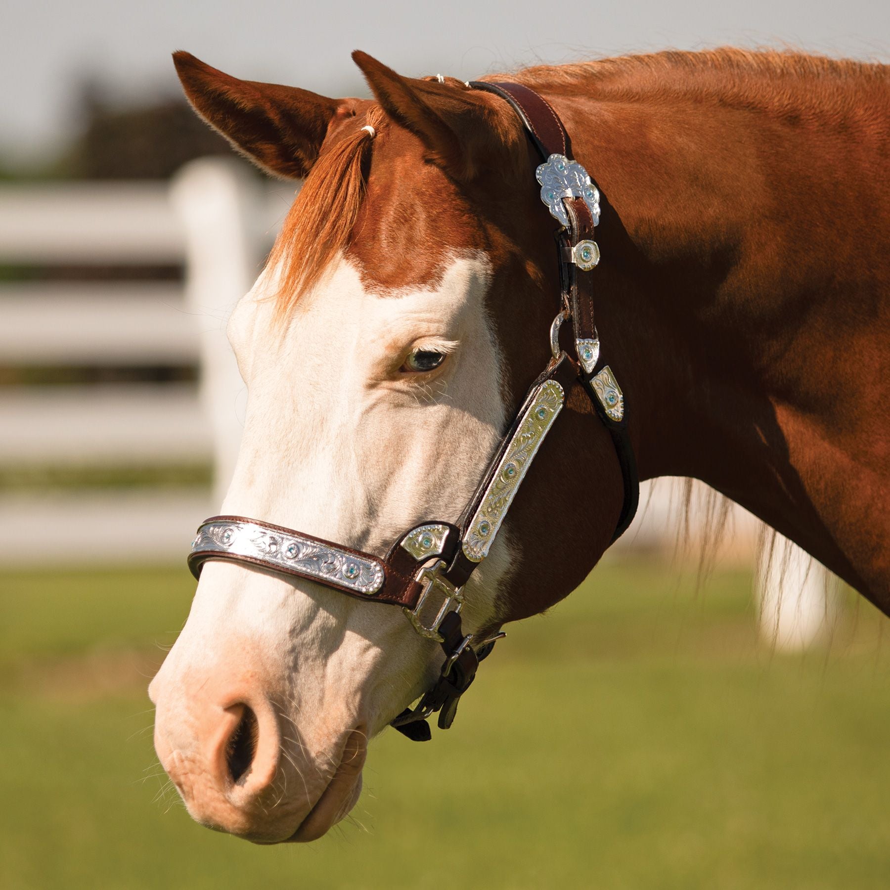Schneiders® Dixie II Show Halter with Lead